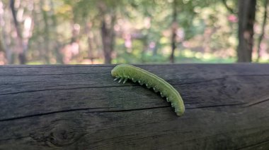 Yeşil bir tırtılın yakın çekimi.
