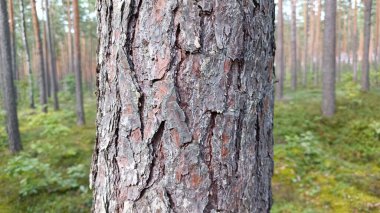 Ağaç çok güzel, çok güzel, çok güzel.