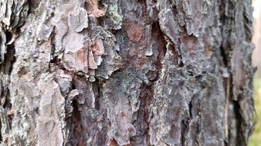 Ağaç kabuğuyla yaşlı bir çam ağacının kabuğu