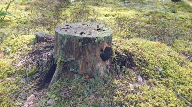 Ormandaki yaşlı ağaç kütüğü