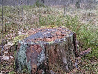 Ormanda bir kütük. Ağaç kütüğüyle kütük.
