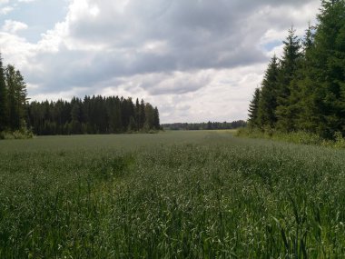Kırsaldaki güzel yeşil alan.