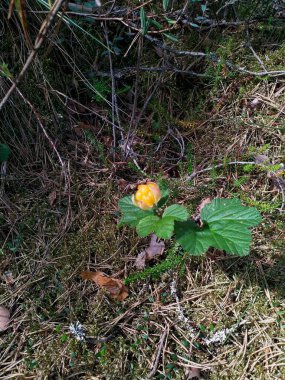 Güzel botanik fotoğrafı, doğal duvar kağıdı.