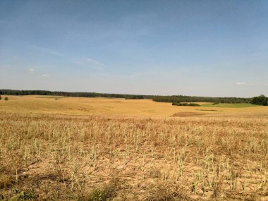 Bir yaz gününde yeşil buğday tarlası, tarım
