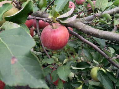 Ağaçtaki kırmızı elmalar