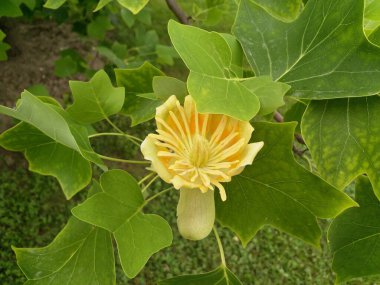 Güzel botanik fotoğrafı, doğal duvar kağıdı.