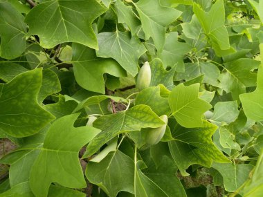 yeşil yapraklar, bitkiler ve yapraklar