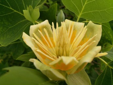 Güzel botanik fotoğrafı, doğal duvar kağıdı.