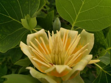 Bir çiçeğe yaklaş.