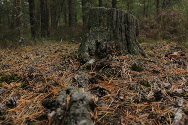 Ağaç gövdesi dokusu, kahverengi orman