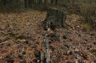 Ormandaki çam ağaçları