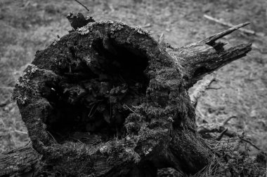 Ormandaki yaşlı ağaç kütüğü