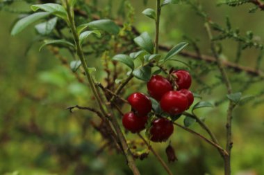 kırmızı meyveler bir ağaç dalında