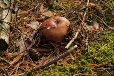 Sonbaharda yerde mantar