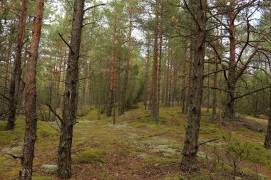 erken baharda güzel orman.