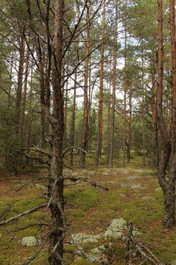 Sonbahar ağaçlarının arkasındaki orman