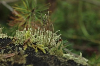 ormanda bir yosun yakın