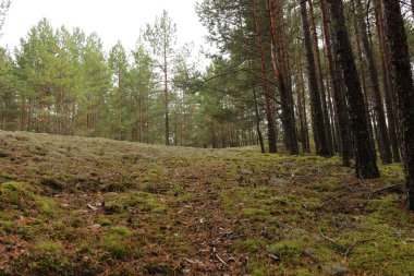 Arka planda bir sürü ağaç olan güzel bir orman görüntüsü.