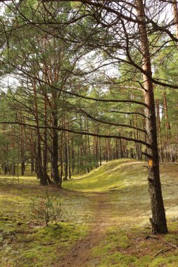 Güneşli bir gün ormanda çam