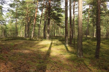 çam ormanı içinde yaz gün