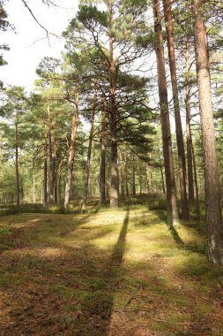 Ağaçlar ve yapraklarla dolu güzel bir sonbahar parkı