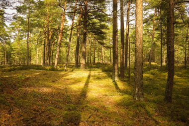 Sonbahar güneşinde orman