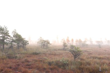 Sonbahar ormanındaki bataklıkta sisli bir sabah. Ön planda sis, sis ve çam ağaçları, Letonya - Letonya