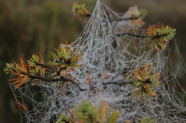 Ağaçların dallarında örümcek ağı