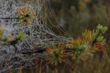 Ormandaki örümcek ağı