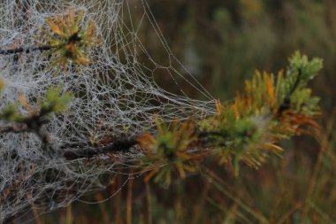 Ormandaki örümcek ağı