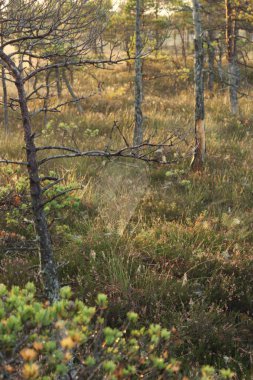 Küçük bir çam ormanıyla güzel bir sonbahar manzarası