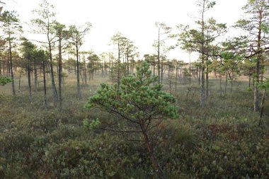 Sabahları bataklığın kenarında çam ağaçları.
