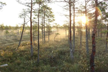 Bir çam ormanında gün doğarken bir sürü ağaç...