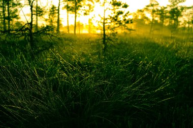 Ormanda bir çam ağacıyla güzel bir sabah güneşi doğuyor.