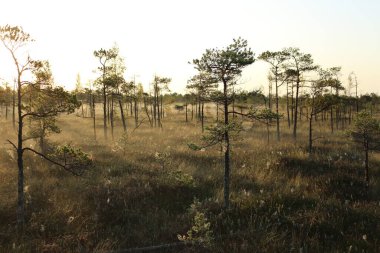 Çam ormanı sabah bataklıkta
