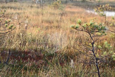 Ormandaki çam ağacı