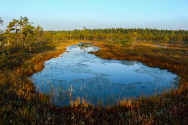 Gün batımında Letonya 'da bir tarlada güzel bir gölet ve ağaçlar.