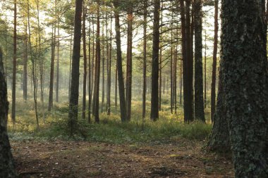 Güzel sabah ormanı
