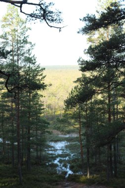 Orman ve ağaçlar. Doğa ve manzara