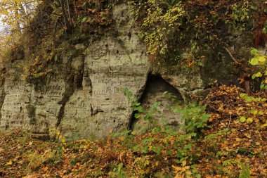 Ormandaki güzel sonbahar manzara