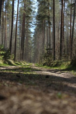Orman yolu, güzel arka plan