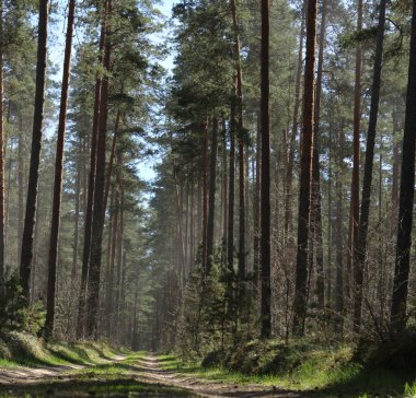 Ormanda yol