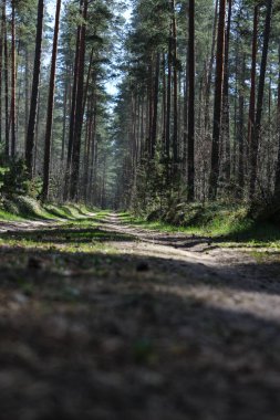Ormandaki güzel orman yolu