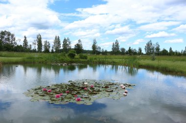 Güzel göl manzarası