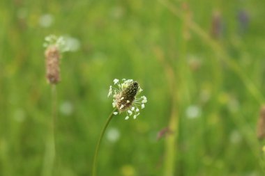 Bahçedeki güzel çiçekler
