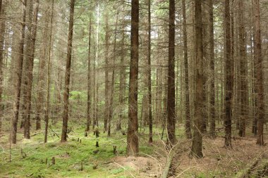 Ağaçları ve yeşil yosunları olan güzel bir orman
