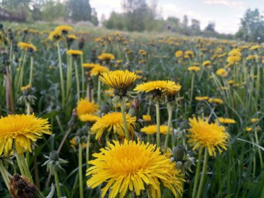 Sarı karahindiba tarlada