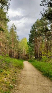 Ormandaki yeşil çimlerin arasında yol
