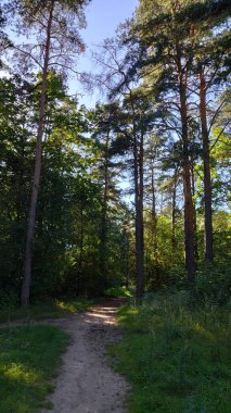 Ormanın güzel manzarası