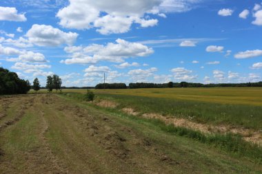 Bahçedeki mavi çiçekler